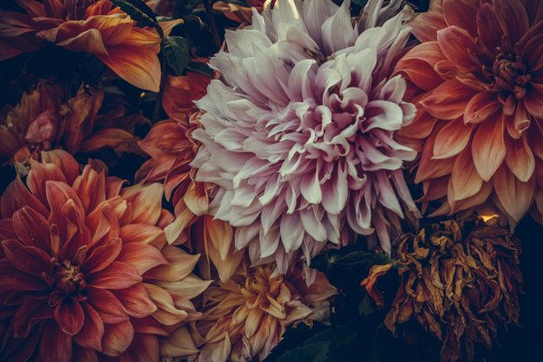 L'efficacité des pompes à chaleur pour le chauffage de piscine